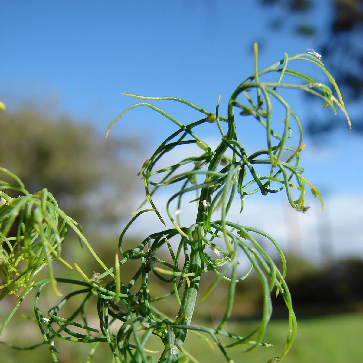 Anethum graveolens foliage, botanical photograph