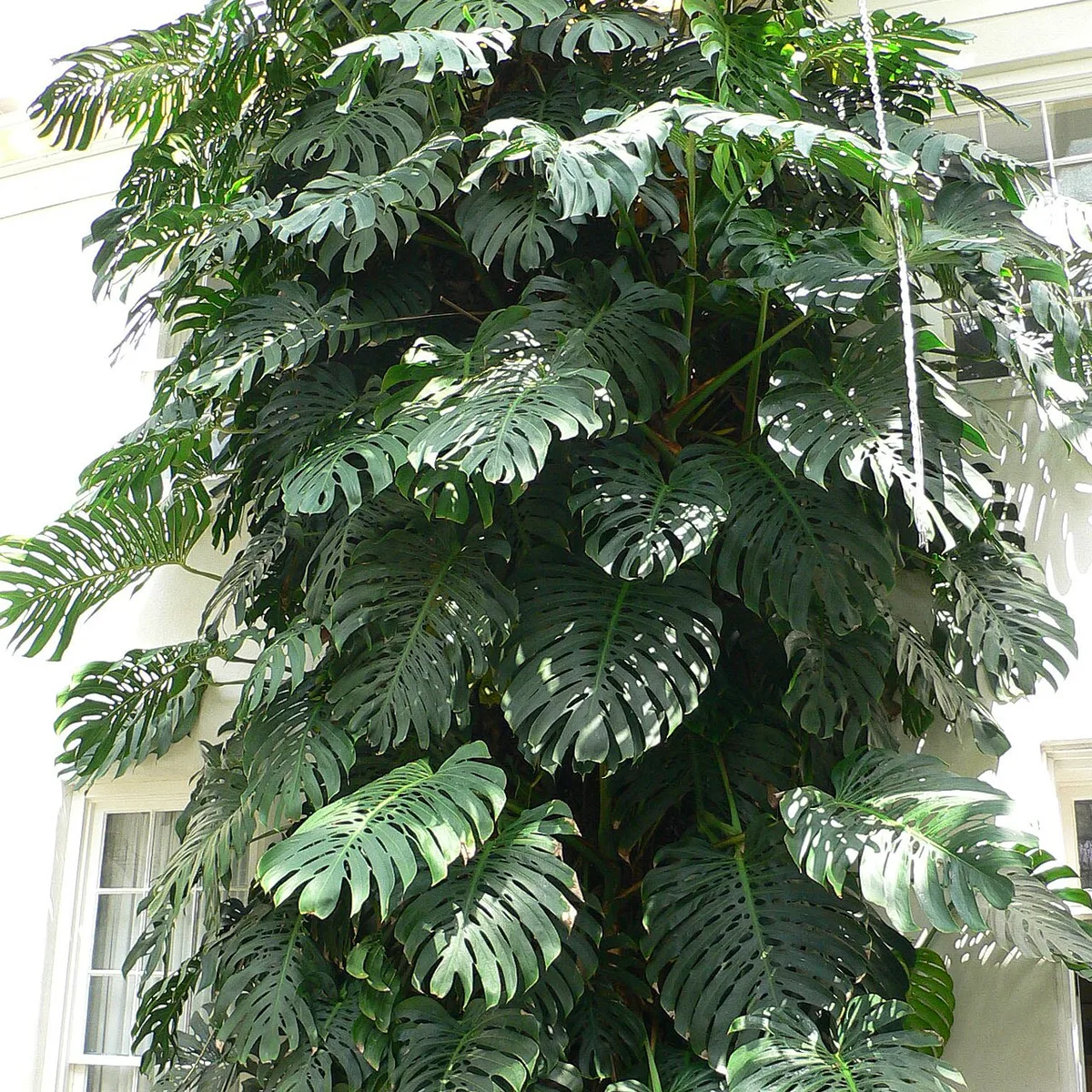 The broad split leaves of a Monstera deliciosa