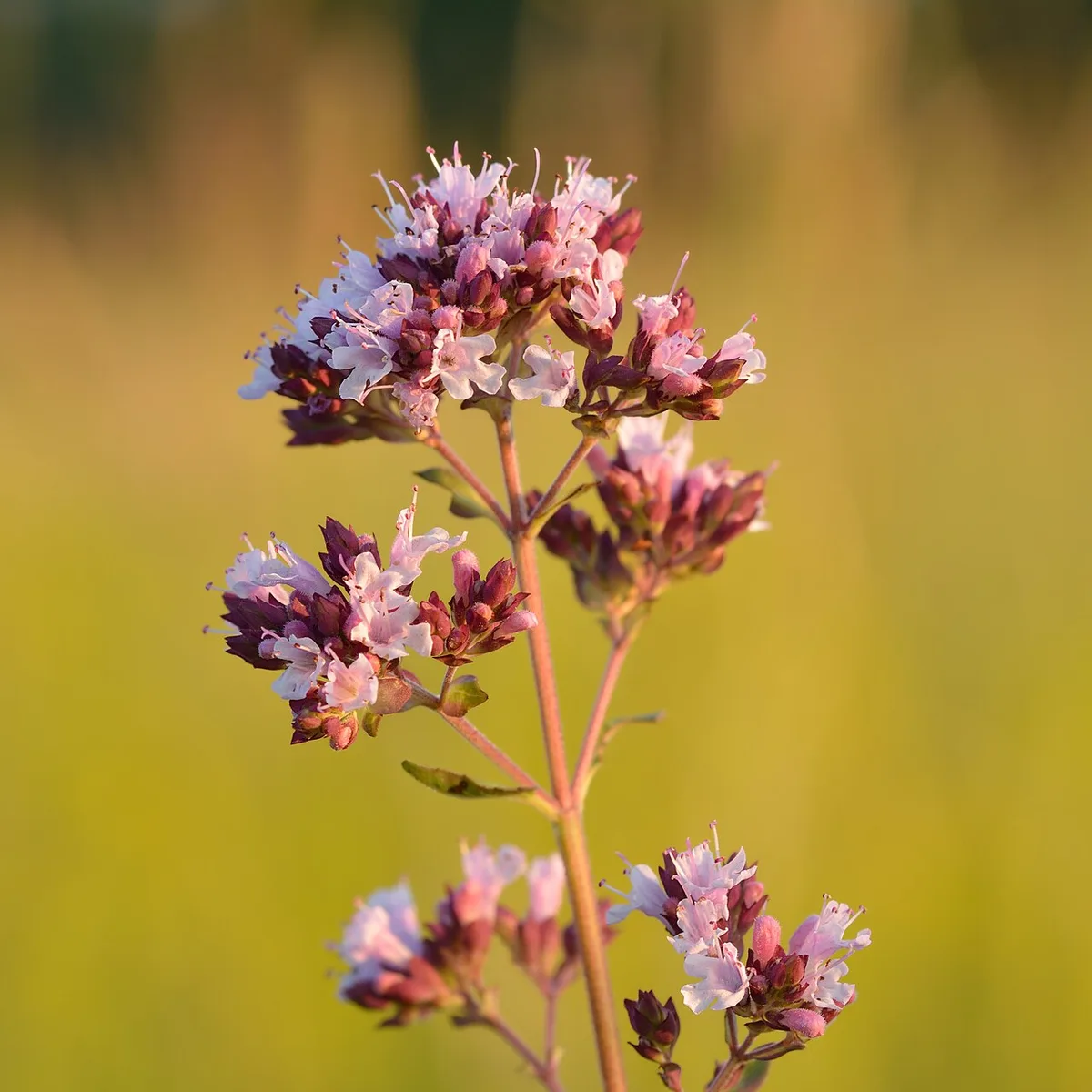 Oregano, botanical reference photograph