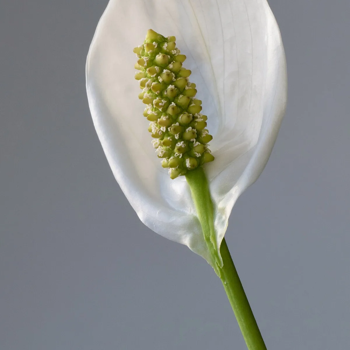 Spathiphyllum wallisii, botanical reference photograph