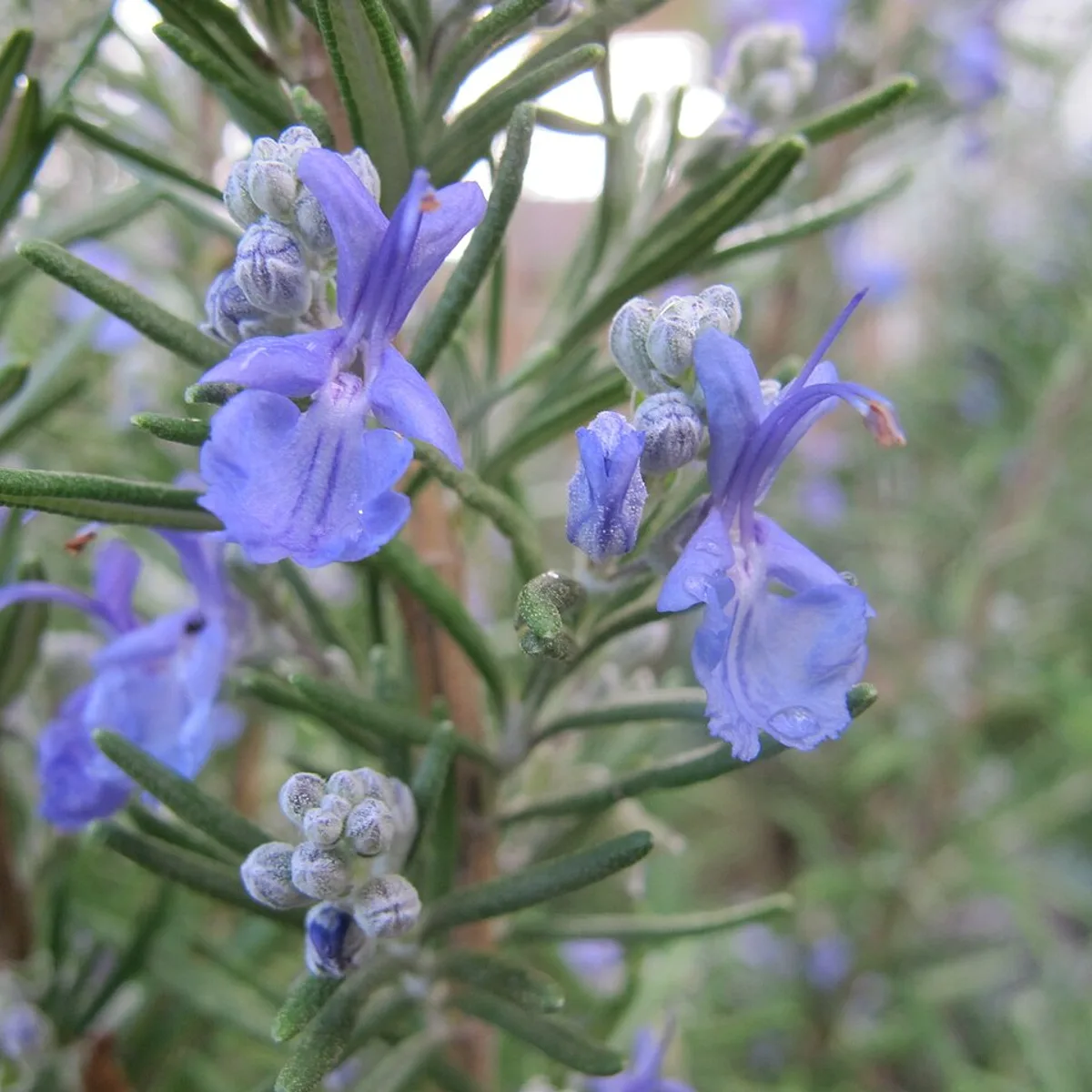 Rosemary, botanical reference photograph