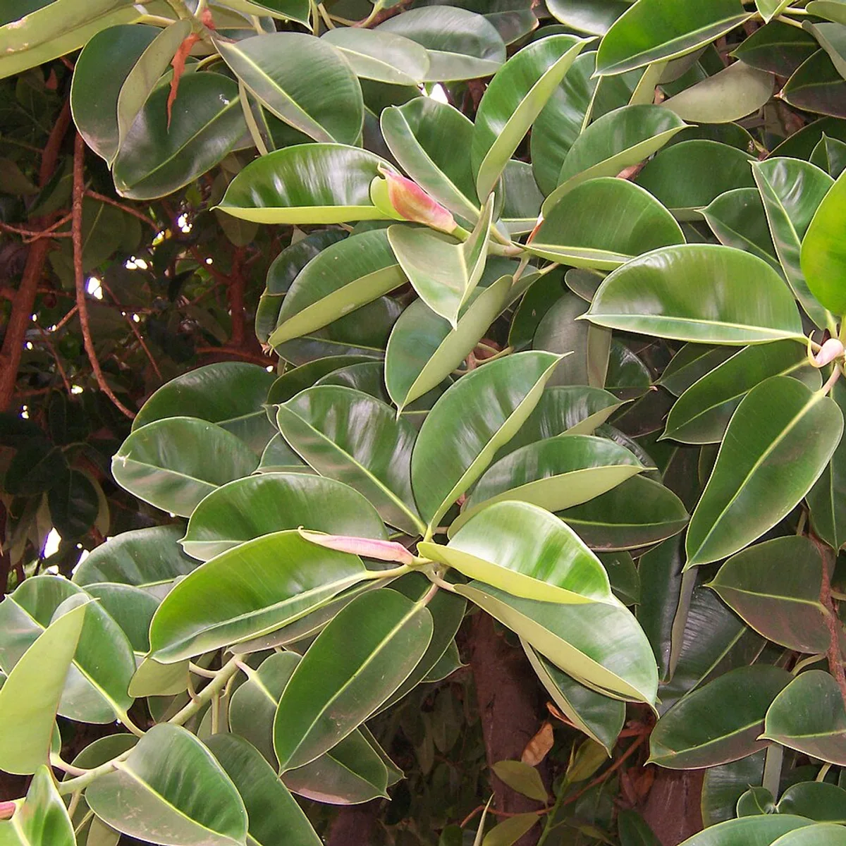 Ficus elastica, botanical reference photograph