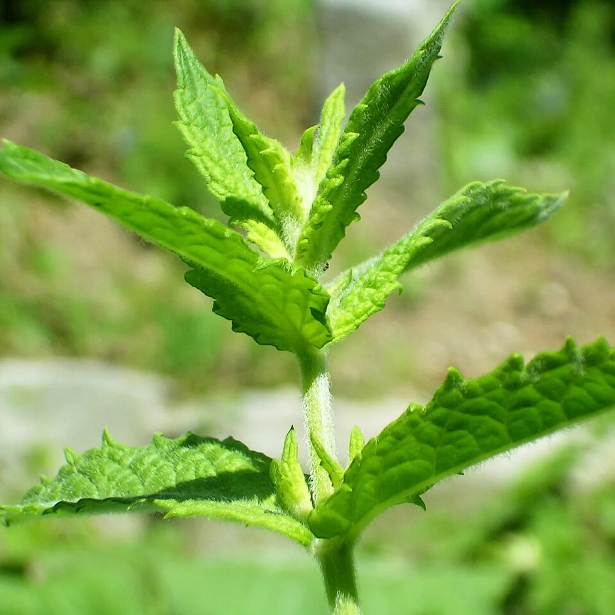 Mentha spicata, botanical reference photograph